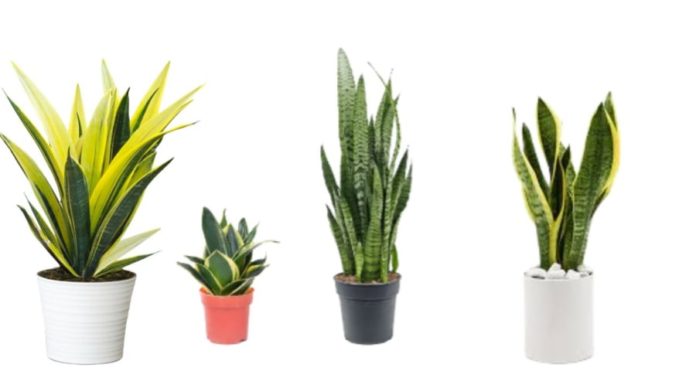 Lucky Omen: Tiger’s Tongue Blossoms Bring Wealth and Prosperity. The Secret to Inducing Blooms in Tiger’s Tongue Plant.