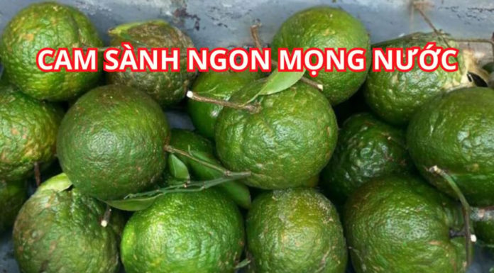 Choose the juiciest and most delicious honey tangerines with these expert tips!