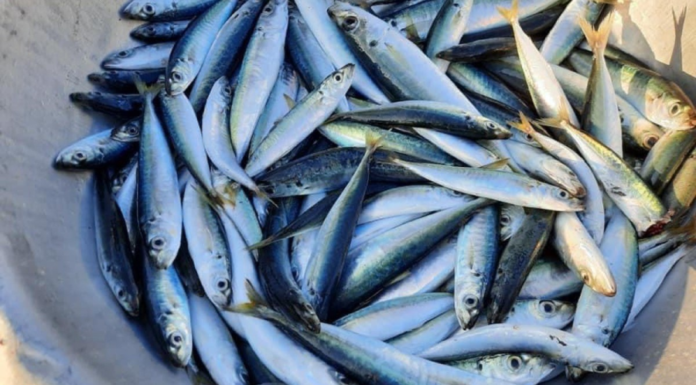 Buy this fish to eat: Sweet meat, less bones, only available in early market.