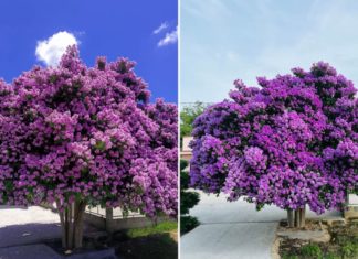 Planting trees with beans in front of the house: Good or Bad? How does it affect feng shui?