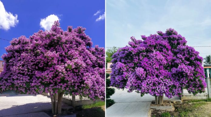 Planting trees with beans in front of the house: Good or Bad? How does it affect feng shui?