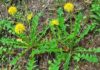 The Amazing Healing Properties of the Dandelion Plant: A Natural Antibiotic