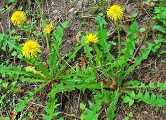 The Amazing Healing Properties of the Dandelion Plant: A Natural Antibiotic
