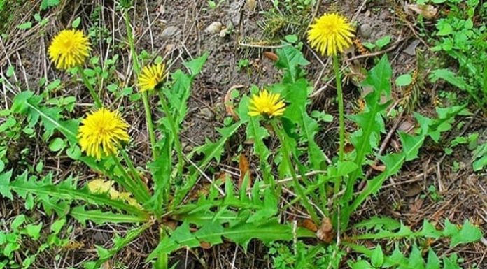 The Amazing Healing Properties of the Dandelion Plant: A Natural Antibiotic