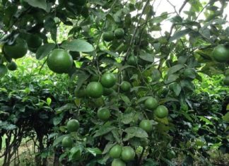 Lemon Leaf: Not Just a Spice, Use It This Way to Improve Your Skin Surprisingly