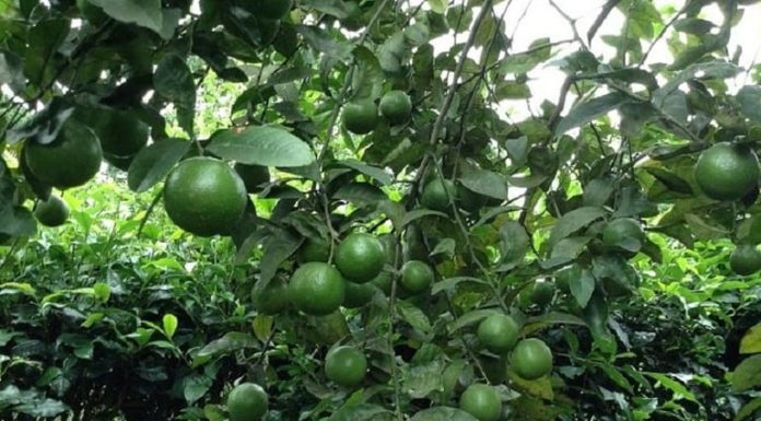 Lemon Leaf: Not Just a Spice, Use It This Way to Improve Your Skin Surprisingly