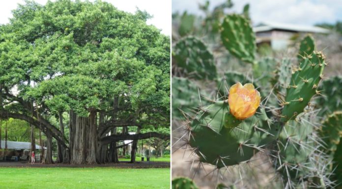Plant these 5 auspicious trees in front of your house to ward off bad luck and bring prosperity to your family. Pay attention, homeowners!