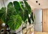 This Single Leaf Houseplant Will Mesmerize You and Bring Fortune Into Your Home