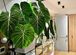 This Single Leaf Houseplant Will Mesmerize You and Bring Fortune Into Your Home