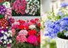Avoid these mistakes when planting potted plants indoors to avoid Feng Shui errors, many homes are committing