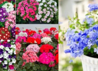 Avoid these mistakes when planting potted plants indoors to avoid Feng Shui errors, many homes are committing