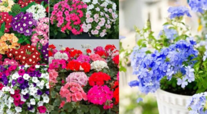 Avoid these mistakes when planting potted plants indoors to avoid Feng Shui errors, many homes are committing