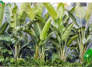 3. Three types of plants perish in front of the house, unable to flourish; planting them behind the house brings wealth for three generations, what are they?