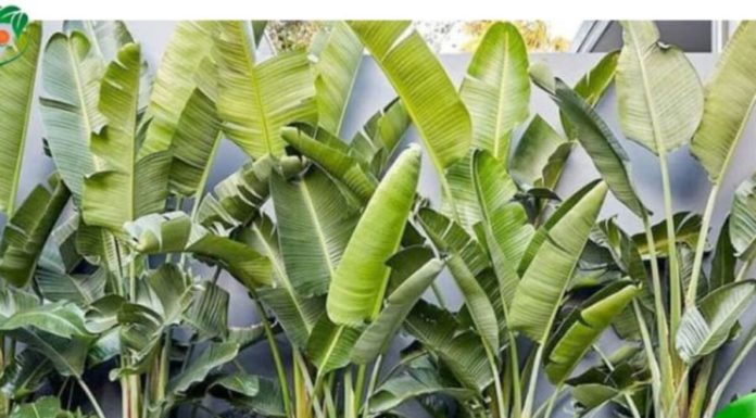 3. Three types of plants perish in front of the house, unable to flourish; planting them behind the house brings wealth for three generations, what are they?