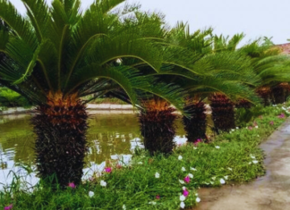 Should I plant a everlasting tree in front of my house?