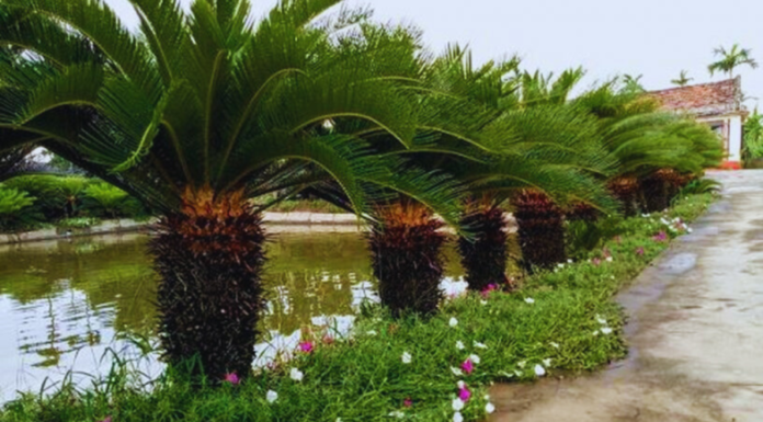 Should I plant a everlasting tree in front of my house?