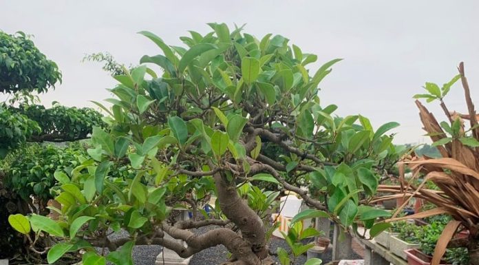 Should you plant a banyan tree in your backyard? Beware of the dangers it may bring, destroying your property.