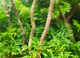 Should You Grow Ginseng in Your Home? Best Locations for Growing Ginseng to Attract Prosperity and Good Luck