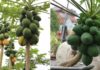 Is it beneficial to grow papaya trees in front of your house?