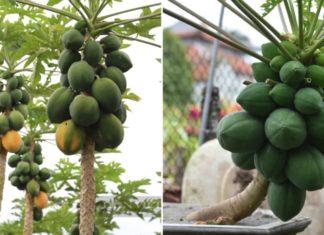 Is it beneficial to grow papaya trees in front of your house?
