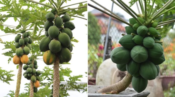 Is it beneficial to grow papaya trees in front of your house?