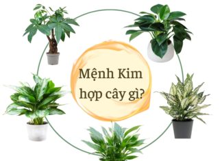 The Green Thumb’s Guide to Success: Top 10 Lucky Plants for a Prosperous Desk