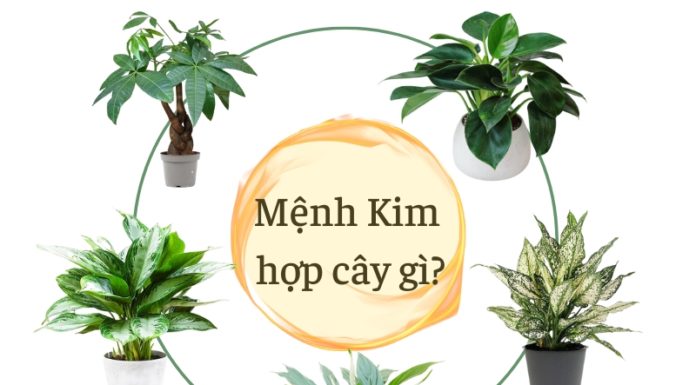 The Green Thumb’s Guide to Success: Top 10 Lucky Plants for a Prosperous Desk