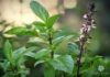 Regularly Consuming Basil Can Have Positive Effects on Your Body: Increased Happiness and Beauty