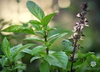 Eating Oregano Regularly will Transform Your Body Positively: Happier, Prettier, for This Reason