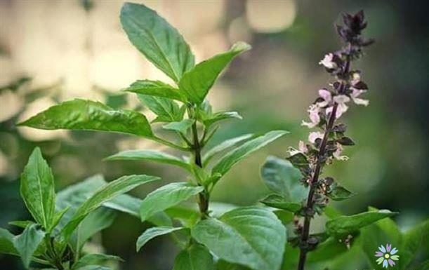 Regularly Consuming Basil Can Have Positive Effects on Your Body: Increased Happiness and Beauty