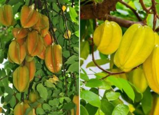 Is the bonsai lime tree gate good? What is the feng shui meaning of the lime tree?