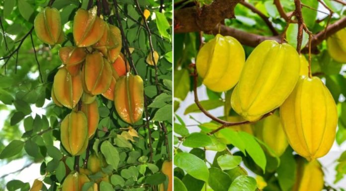 Is the bonsai lime tree gate good? What is the feng shui meaning of the lime tree?