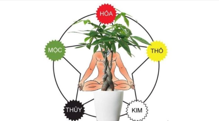 2 Types of Trees that Bring Good Luck and Fortune to Homeowners
