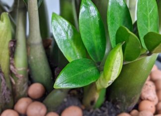 The Money Tree “enchants” with these 3 things: Put it to grow lush green leaves, it blossoms flowers at the end of the year and money flows in like water.