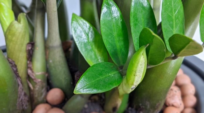 The Money Tree “enchants” with these 3 things: Put it to grow lush green leaves, it blossoms flowers at the end of the year and money flows in like water.