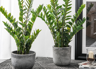 2 Types of People Who Shouldn’t Plant Money Tree: No Wealth Comes from Nowhere, Debt Keeps Piling Up