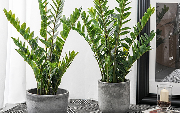 2 Types of People Who Shouldn’t Plant Money Tree: No Wealth Comes from Nowhere, Debt Keeps Piling Up