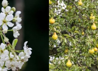 The sage said: “Having a wealth tree in front of your house is difficult to thrive, even if it grows rich, it will eventually decline.” What is an am tree, do you have one at your house?