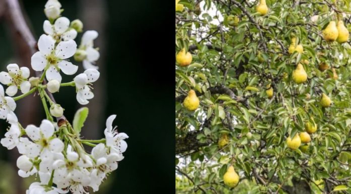 The sage said: “Having a wealth tree in front of your house is difficult to thrive, even if it grows rich, it will eventually decline.” What is an am tree, do you have one at your house?