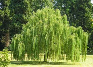 What does the folk saying mean: ‘5 plants in every house, poverty and difficulty abound’?