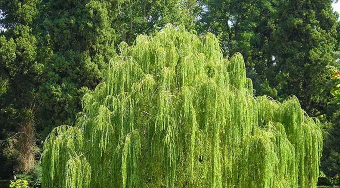 What does the folk saying mean: ‘5 plants in every house, poverty and difficulty abound’?