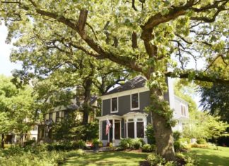 Why do ancient people say “Big tree in front of the house, lonely person”? What is the meaning and how to plant trees in front of the house to bring good feng shui?
