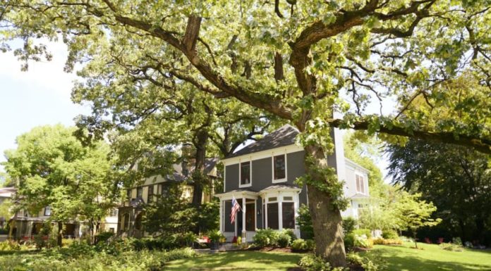 Why do ancient people say “Big tree in front of the house, lonely person”? What is the meaning and how to plant trees in front of the house to bring good feng shui?