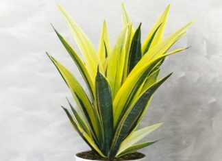 Expel evil spirits and attract wealth with the Tiger Tongue plant: Avoid planting in unfavorable positions!