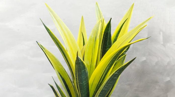 Expel evil spirits and attract wealth with the Tiger Tongue plant: Avoid planting in unfavorable positions!