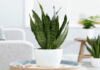 Illuminate Your Home with These 7 Feng Shui Plants for Good Energy and Fortune