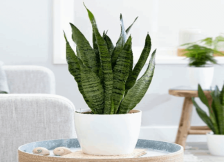 Illuminate Your Home with These 7 Feng Shui Plants for Good Energy and Fortune