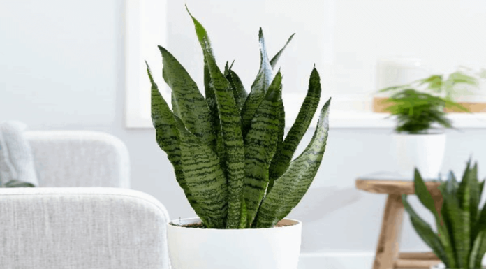 Illuminate Your Home with These 7 Feng Shui Plants for Good Energy and Fortune