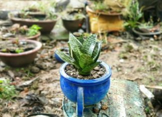 Is it advisable to grow a Maranta plant indoors? Is the Maranta and Calathea the same plant?