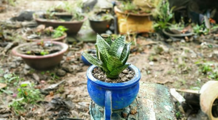 Is it advisable to grow a Maranta plant indoors? Is the Maranta and Calathea the same plant?